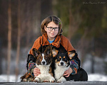 Собаки в Сосновом Бору: Щенки вельш корги, 70 000 руб. - фото 1