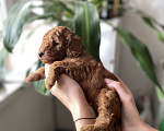 Собаки в Москве: Щенки миниатюрного пуделя из Atelier Princess Мальчик, 80 руб. - фото 1