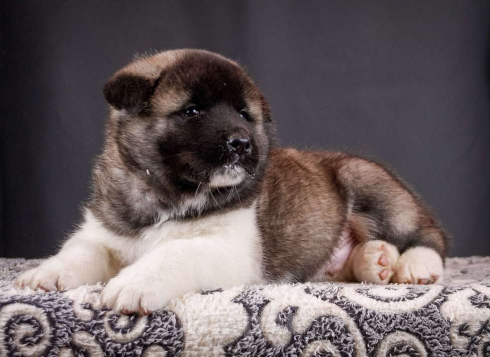 Собаки в других городах Ленинградской области: Щенки Американской акиты, для семьи и выставок. Мальчик, 100 000 руб. - фото 3