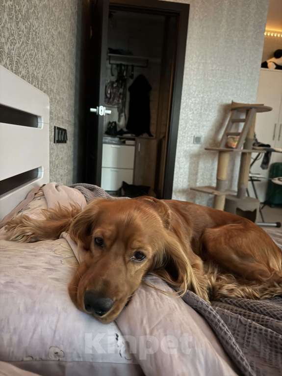 Собаки в Москве: Ищем семью и лучшего друга для нашего солнышки Мальчик, 1 000 руб. - фото 4