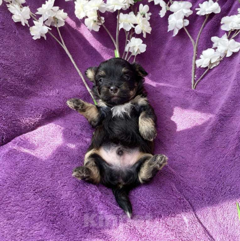 Собаки в Москве: Йорк без перецвета в сталь мальчик чёрный Мальчик, 50 000 руб. - фото 7