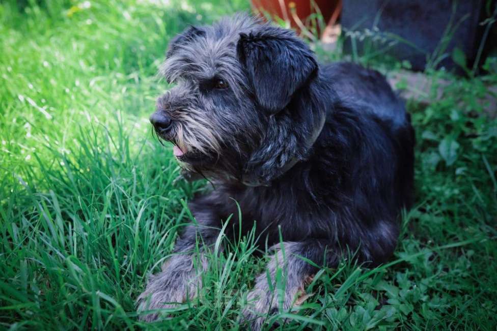 Собаки в Москве: Метис миттельшнауцера в добрые руки Девочка, 100 руб. - фото 2