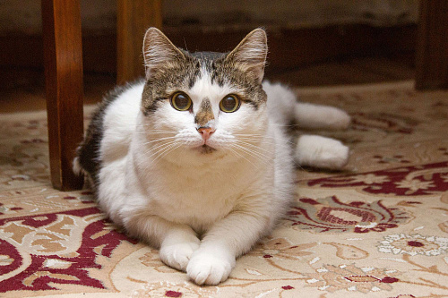 Ищет свою семью плюшевая толстушка Веснушка!