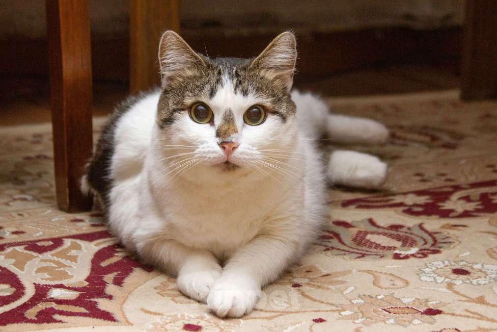 Кошки в Москве: Ищет свою семью плюшевая толстушка Веснушка!  Девочка, Бесплатно - фото 7