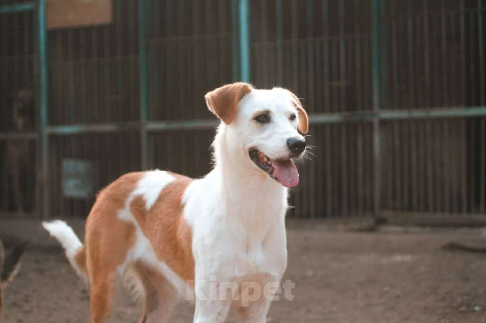 Собаки в Москве: Раакель Девочка, Бесплатно - фото 4