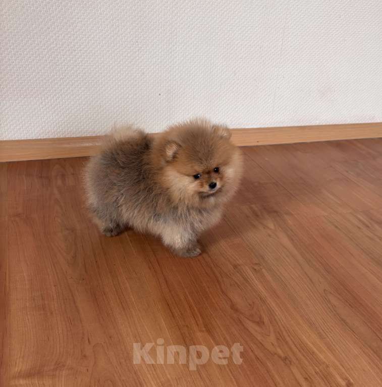 Собаки в Санкт-Петербурге: Мини мальчик померанского шпица , Марти Мальчик, 60 000 руб. - фото 7