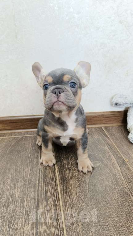 Собаки в Белореченске: Французский бульдог Мальчик, Бесплатно - фото 2
