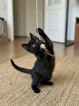 Котенок Черника 2,5 месяца ищет дом