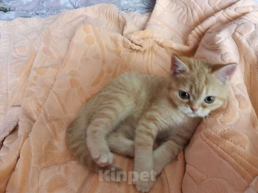 Кошки в Москве: Шотландские чистокровные котята  Девочка, 16 000 руб. - фото 2