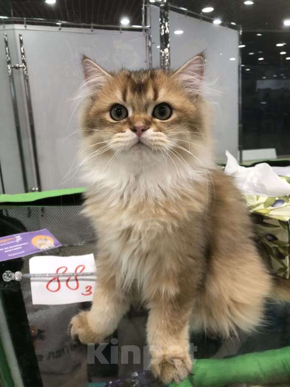 Кошки в Ореховом-Зуево: Британская длинношерстная золотая шиншилла Мальчик, 40 000 руб. - фото 4