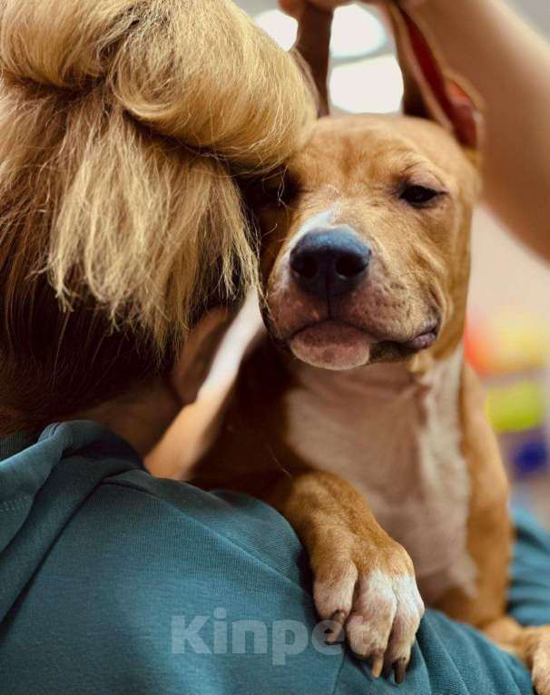 Собаки в Москве: Красивый мальчик амстаффа  Мальчик, 50 000 руб. - фото 2