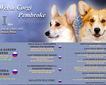 Собаки в Москве: Вельш-корги Пемброк девочка Девочка, 60 000 руб. - фото 6