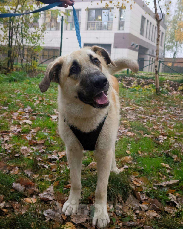 Собаки в Москве: Малыш в добрые руки Мальчик, Бесплатно - фото 3