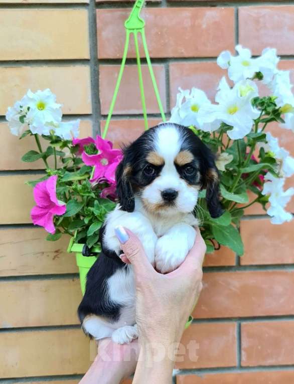 Собаки в Казани: Девочка Кавалер Кинг Чарльз спаниель  Девочка, 70 000 руб. - фото 2