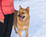 Собаки в Москве: Брутальный красавец Рич ищет хозяев! Мальчик, Бесплатно - фото 8