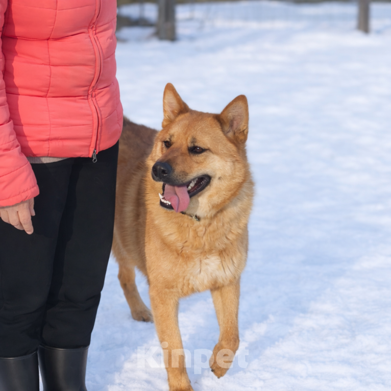 Собаки в Москве: Брутальный красавец Рич ищет хозяев! Мальчик, Бесплатно - фото 8