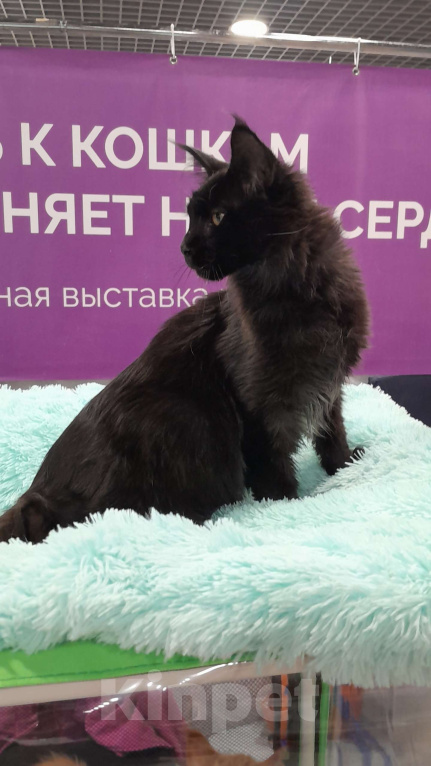 Кошки в Москве: Девочка мейн-куна Девочка, 40 000 руб. - фото 1
