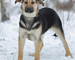 Собаки в Москве: Влада, щенок девочка из приюта Девочка, Бесплатно - фото 5