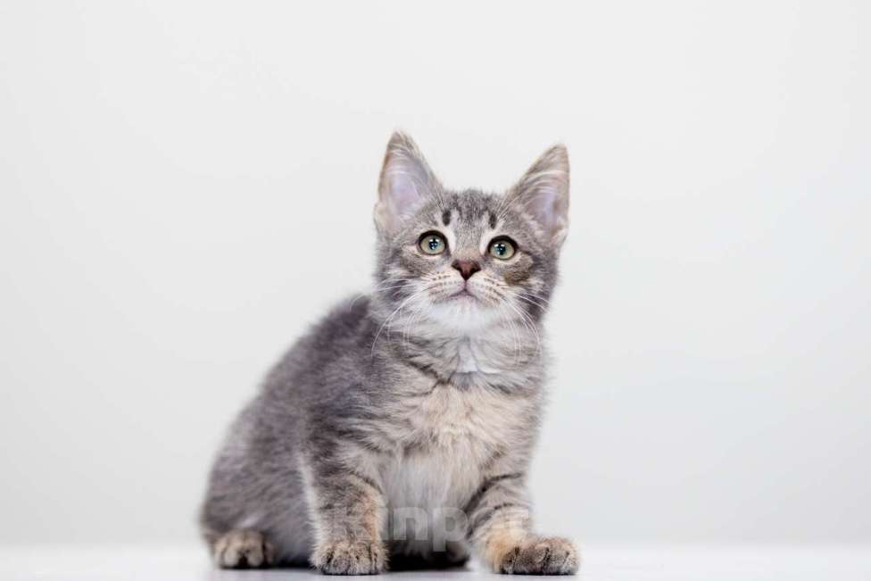 Кошки в Москве: Стич Мальчик, Бесплатно - фото 5