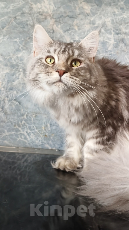 Кошки в Москве: Котёнок Мейн-кун Девочка Девочка, 30 000 руб. - фото 4