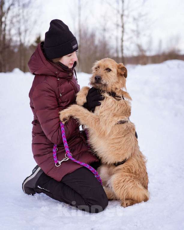 Собаки в Москве: Собака-компаньон Девочка, Бесплатно - фото 10