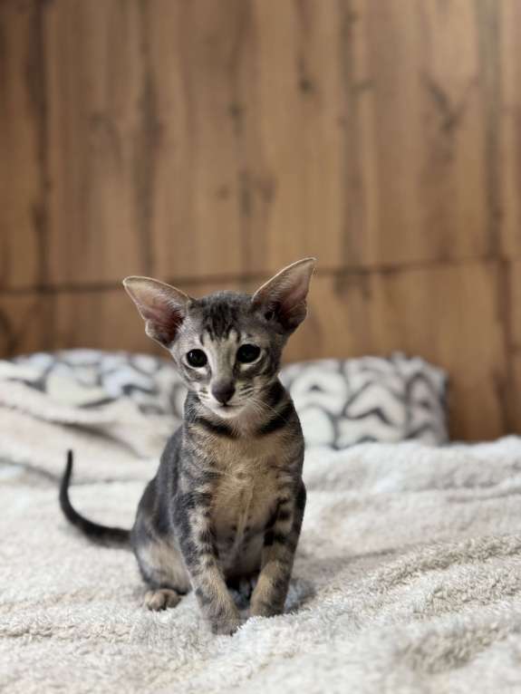 Кошки в Сочи: Ориентальный котёнок Мальчик, 30 000 руб. - фото 5