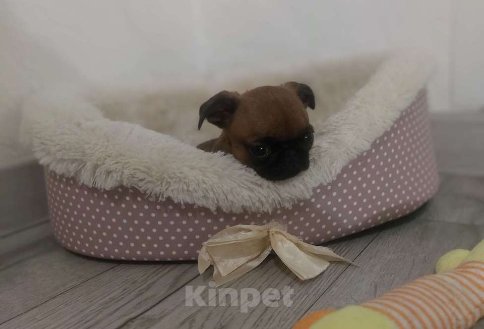 Собаки в Москве: Девочка брабансон Девочка, 50 000 руб. - фото 5