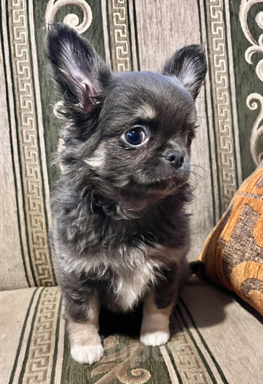 Собаки в Санкт-Петербурге: Щенки чихуахуа Мальчик, 35 000 руб. - фото 1
