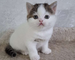 Кошки в Ярославле: Шотландский короткошерстный мальчик Мальчик, 30 000 руб. - фото 1