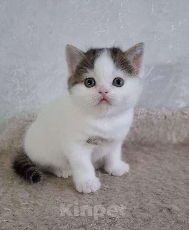 Кошки в Ярославле: Шотландский короткошерстный мальчик Мальчик, 30 000 руб. - фото 1