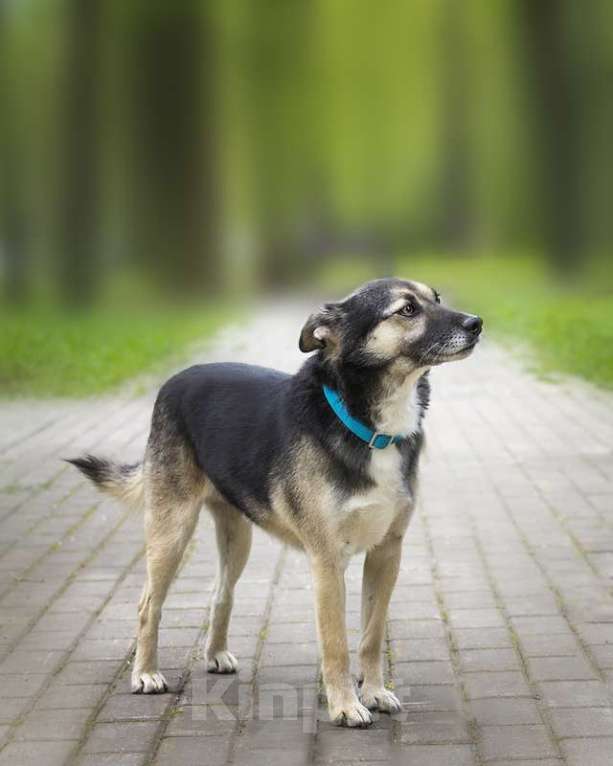 Собаки в Москве: Маленький спокойный пёсик Жорик в добрые руки Мальчик, Бесплатно - фото 3