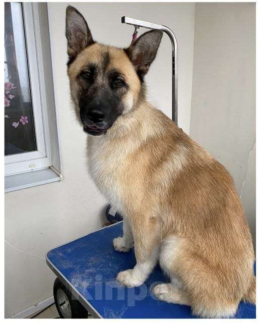 Собаки в Москве: Алиса ищет дом Девочка, Бесплатно - фото 7