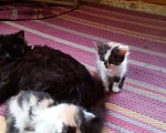 Кошки в Москве: котята: трёхцветные кошечки и чёрно-белые коты Девочка, 300 руб. - фото 2