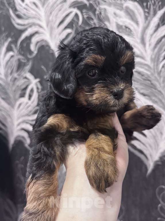 Собаки в Обнинске: Мальтипу  Девочка, 55 000 руб. - фото 3