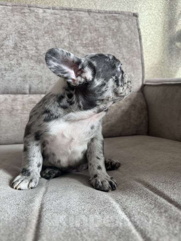 Собаки в Москве: Французский бульдог щенок  Мальчик, 80 000 руб. - фото 4