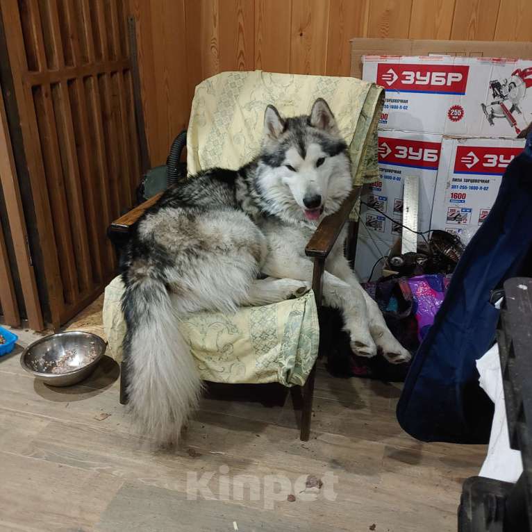 Собаки в Ногинске: Хаски Мальчик, Бесплатно - фото 1