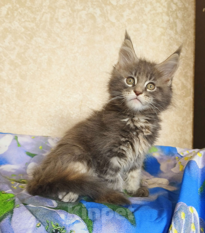 Кошки в Москве: Котёнок Мейн-Кун из питомника Девочка Девочка, 55 000 руб. - фото 7
