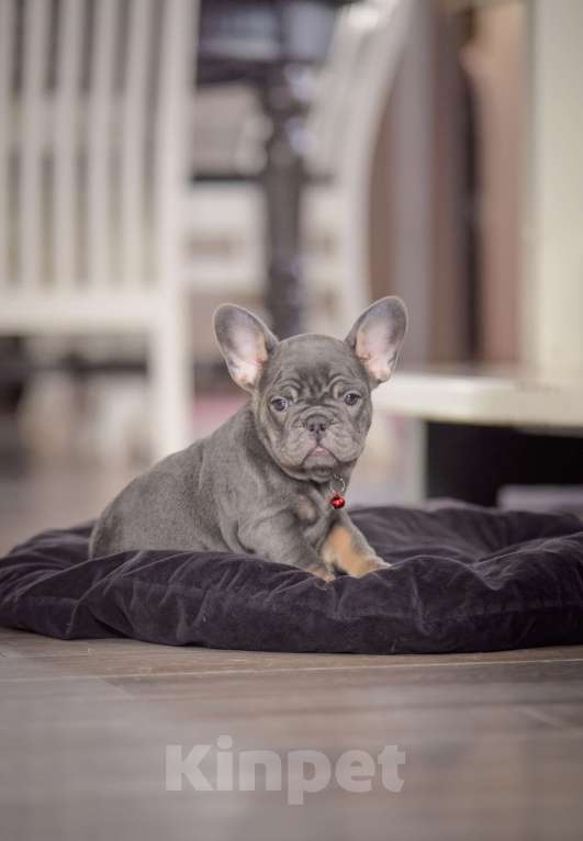 Собаки в Белгороде: Французский бульдог щенки Девочка, 150 000 руб. - фото 3