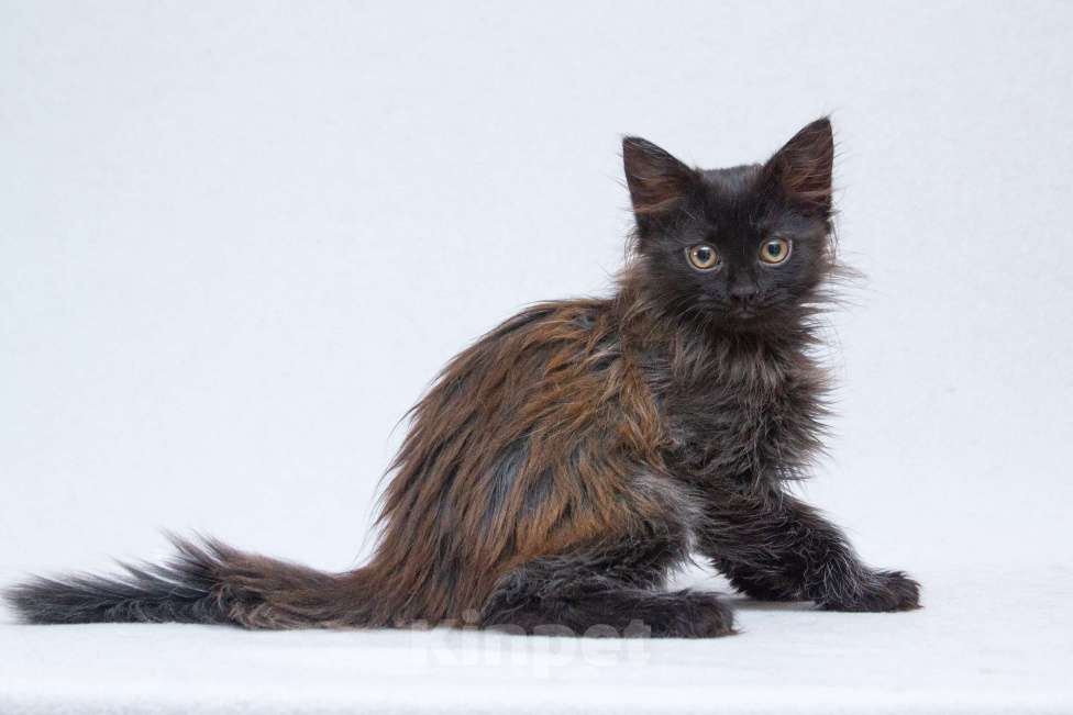 Кошки в Москве: Котёнок Гренка в добрые руки  Девочка, Бесплатно - фото 1