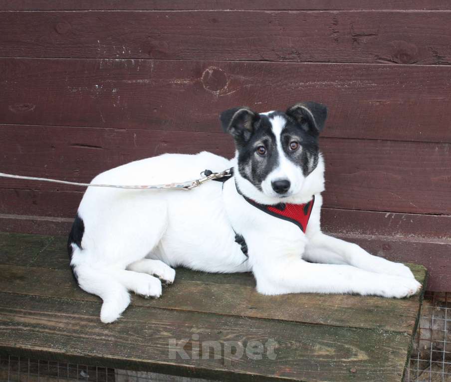 Собаки в Москве: Ласковая, добрая щеночек Панда в поисках своей родной семьи  Девочка, Бесплатно - фото 1