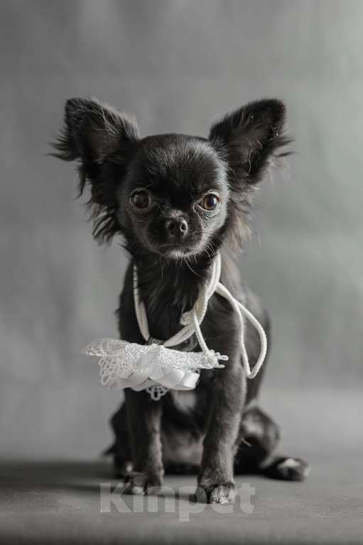 Собаки в Новосибирске: Щенок Чихуахуа  Девочка, 85 000 руб. - фото 1