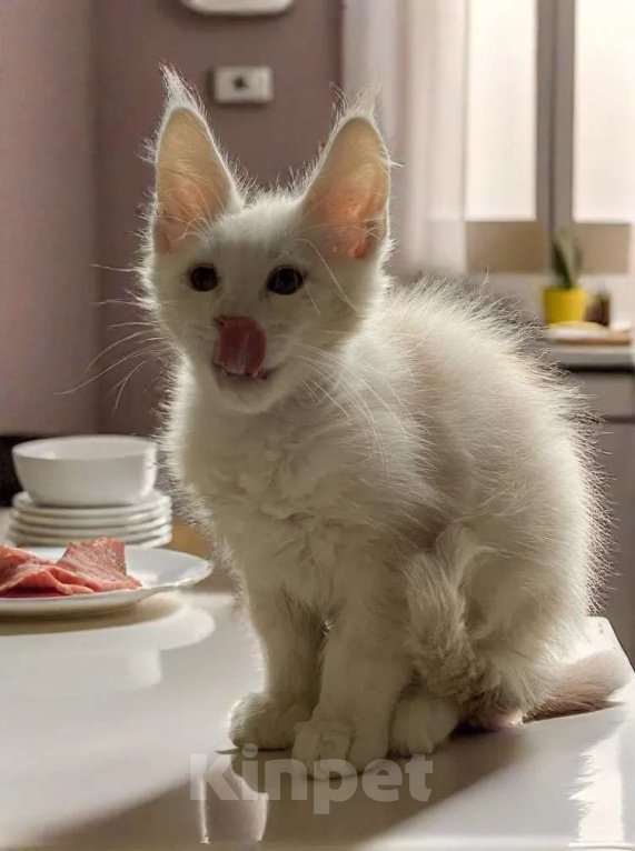 Кошки в Москве: Пушистый ангел для вашего новогоднего настроения Мальчик, 100 000 руб. - фото 8