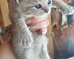 Кошки в Кубинке: Котёнок 1 Мальчик, 5 000 руб. - фото 1