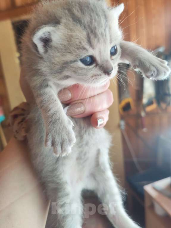 Кошки в Кубинке: Котёнок 1 Мальчик, 5 000 руб. - фото 1