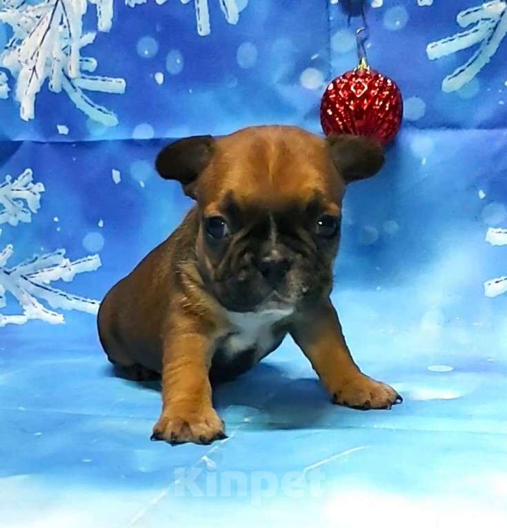 Собаки в Красноармейске: Щенки французкого бульдога Мальчик, 30 000 руб. - фото 2