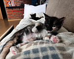Кошки в Домодедово: Котята девочки Девочка, Бесплатно - фото 5