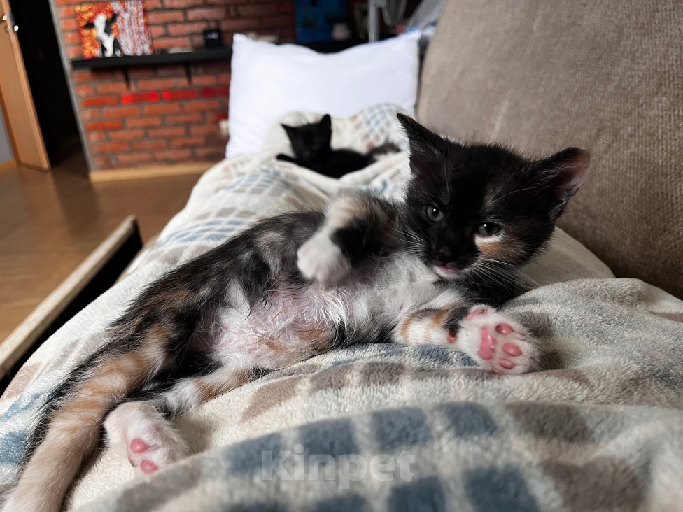 Кошки в Домодедово: Котята девочки Девочка, Бесплатно - фото 5