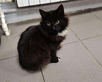 Кошки в Мичуринске: Пушистый котенок, Бесплатно - фото 8