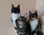 Кошки в Оленегорске: Мейн-кун, 15 000 руб. - фото 5