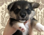 Собаки в Краснодаре: В продаже имеются щени Мальчик, 50 000 руб. - фото 6
